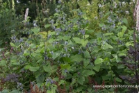 Großblättrige Waldrebe „Cote D´Azur“ 6 Großblättrige Waldrebe „Cote D´Azur“ – Bild 4