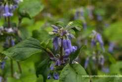 Großblättrige Waldrebe „Cote D´Azur“ 9 Großblättrige Waldrebe „Cote D´Azur“ -Blumen Risse Verkaufsladen P2001002 2 800x800