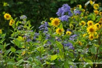 Großblättrige Waldrebe „Cote D´Azur“ 8 Großblättrige Waldrebe „Cote D´Azur“ – Bild 6