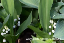 Maiglöckchen „Grandiflora“
