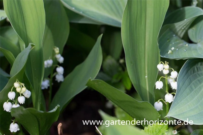 Maiglöckchen „Grandiflora“ 3 Maiglöckchen „Grandiflora“