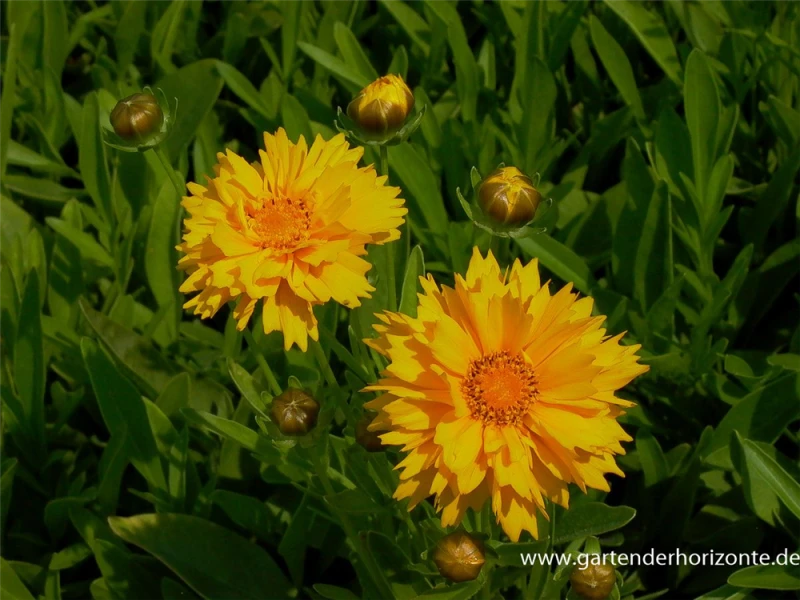 Großblumiges Mädchenauge „Early Sunrise“ 3 Großblumiges Mädchenauge „Early Sunrise“