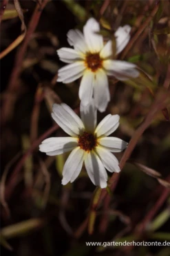 Mädchenauge „Fools Gold“