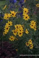 Hohes Mädchenauge 6 Hohes Mädchenauge – Bild 4