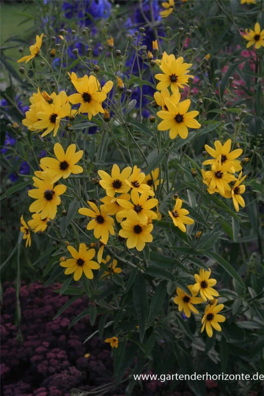 Hohes Mädchenauge 3 Hohes Mädchenauge