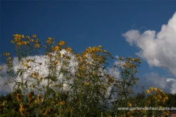 Hohes Mädchenauge 9 Hohes Mädchenauge -Blumen Risse Verkaufsladen P2001057 2 800x800