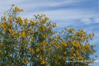 Hohes Mädchenauge 8 Hohes Mädchenauge – Bild 6