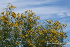 Hohes Mädchenauge 10 Hohes Mädchenauge -Blumen Risse Verkaufsladen P2001057 3 800x800