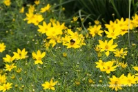 Quirlblättriges Mädchenauge„Zagreb“ 16 Quirlblättriges Mädchenauge„Zagreb“ – Bild 14