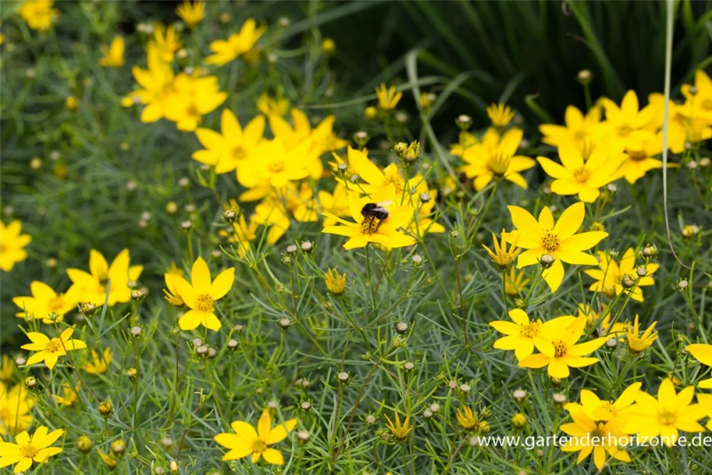Quirlblättriges Mädchenauge„Zagreb“ 6 Quirlblättriges Mädchenauge„Zagreb“ – Bild 4