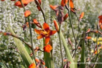 Montbretie „Emily McKenzie“ 10 Montbretie „Emily McKenzie“ – Bild 8