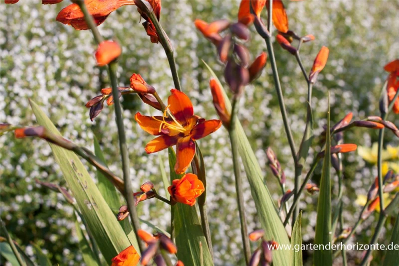 Montbretie „Emily McKenzie“ 3 Montbretie „Emily McKenzie“