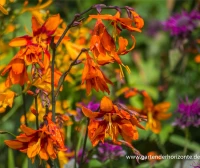 Montbretie „Emily McKenzie“ 11 Montbretie „Emily McKenzie“ – Bild 9