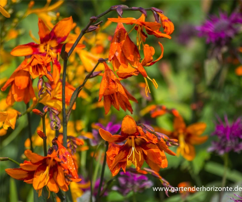 Montbretie „Emily McKenzie“ 4 Montbretie „Emily McKenzie“ – Bild 2