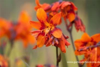 Montbretie „Emily McKenzie“ 12 Montbretie „Emily McKenzie“ – Bild 10