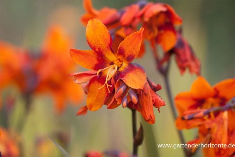 Montbretie „Emily McKenzie“ 5 Montbretie „Emily McKenzie“ – Bild 3