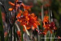 Montbretie „Emily McKenzie“ 13 Montbretie „Emily McKenzie“ – Bild 11