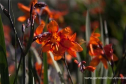 Montbretie „Emily McKenzie“ 19 Montbretie „Emily McKenzie“ -Blumen Risse Verkaufsladen P2001107 4 800x800