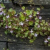 Cymbalaria Muralis