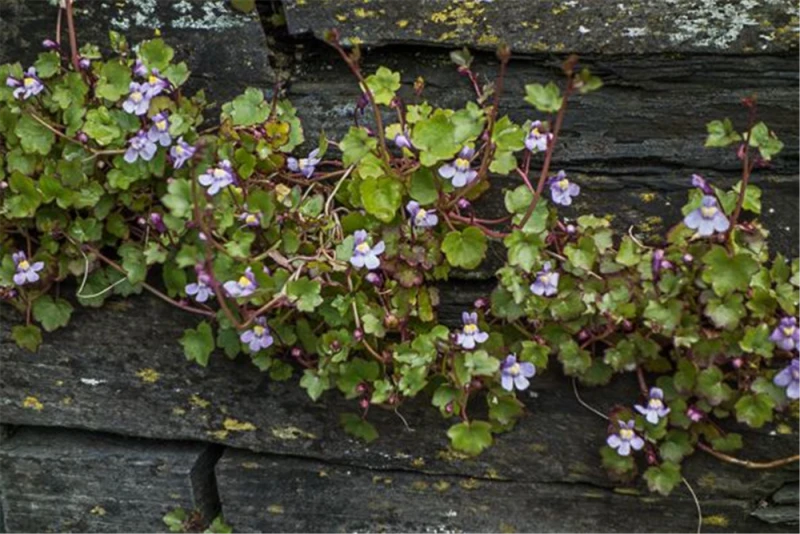 Cymbalaria Muralis 3 Cymbalaria Muralis