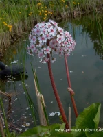 Schildblatt 8 Schildblatt – Bild 6