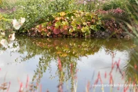 Schildblatt 9 Schildblatt – Bild 7