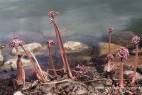 Schildblatt 10 Schildblatt – Bild 8