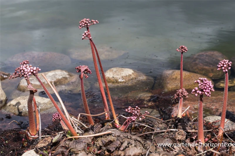 Schildblatt 5 Schildblatt – Bild 3