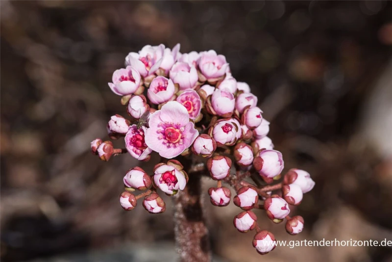 Schildblatt 6 Schildblatt – Bild 4