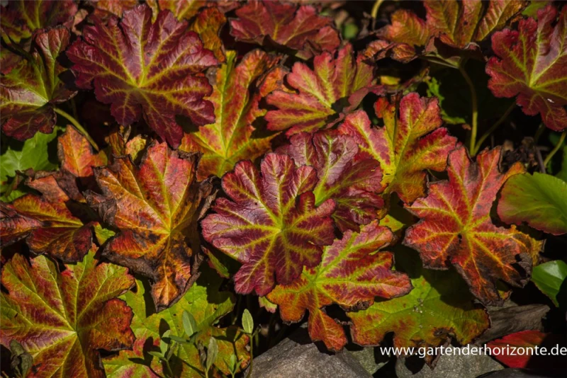 Schildblatt 7 Schildblatt – Bild 5