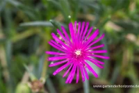 Coopers Mittagsblume 8 Coopers Mittagsblume – Bild 6