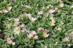 Transvaal-Mittagsblume „Peach Star“