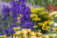 Verzweigter Rittersporn „Atlantis“ 8 Verzweigter Rittersporn „Atlantis“ – Bild 6