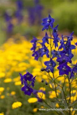 Verzweigter Rittersporn „Atlantis“ 13 Verzweigter Rittersporn „Atlantis“ -Blumen Risse Verkaufsladen P2001155 2 800x800