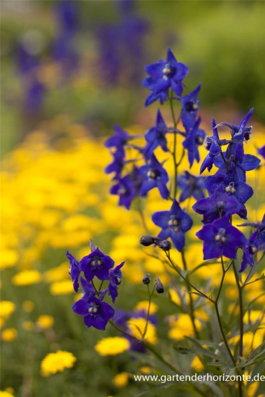 Verzweigter Rittersporn „Atlantis“ 4 Verzweigter Rittersporn „Atlantis“ – Bild 2