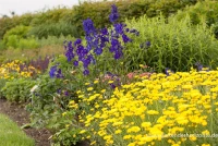 Verzweigter Rittersporn „Atlantis“ 10 Verzweigter Rittersporn „Atlantis“ – Bild 8