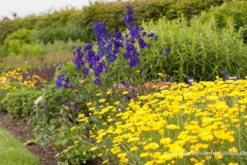 Verzweigter Rittersporn „Atlantis“ 14 Verzweigter Rittersporn „Atlantis“ -Blumen Risse Verkaufsladen P2001155 3 800x800