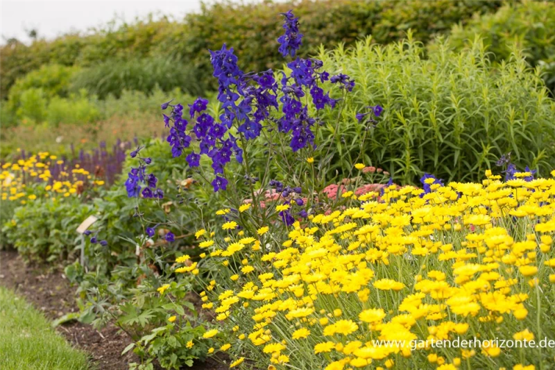 Verzweigter Rittersporn „Atlantis“ 5 Verzweigter Rittersporn „Atlantis“ – Bild 3