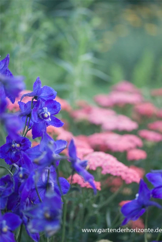 Verzweigter Rittersporn „Atlantis“ 6 Verzweigter Rittersporn „Atlantis“ – Bild 4