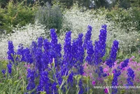 Verzweigter Rittersporn „Atlantis“ 12 Verzweigter Rittersporn „Atlantis“ – Bild 10