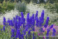 Verzweigter Rittersporn „Atlantis“ 16 Verzweigter Rittersporn „Atlantis“ -Blumen Risse Verkaufsladen P2001155 5 800x800