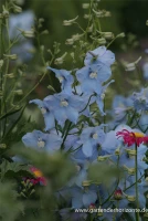 Verzweigter Rittersporn „Ballkleid“ 8 Verzweigter Rittersporn „Ballkleid“ – Bild 6