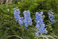 Verzweigter Rittersporn „Ballkleid“ 9 Verzweigter Rittersporn „Ballkleid“ – Bild 7