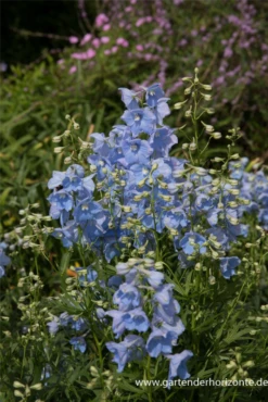 Verzweigter Rittersporn „Ballkleid“ 14 Verzweigter Rittersporn „Ballkleid“ -Blumen Risse Verkaufsladen P2001156 3 800x800