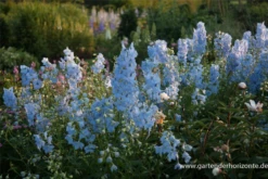 Verzweigter Rittersporn „Ballkleid“ 15 Verzweigter Rittersporn „Ballkleid“ -Blumen Risse Verkaufsladen P2001156 4 800x800
