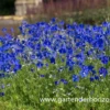 Großblütiger Zwerg-Rittersporn „Blauer Zwerg“ 1 Großblütiger Zwerg-Rittersporn „Blauer Zwerg“ -Blumen Risse Verkaufsladen P2001206 1 800x800