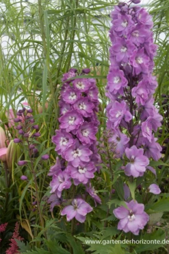 Pacific-Rittersporn „Astolat“