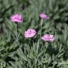Garten-Pfingst-Nelke „Pink Jewel“