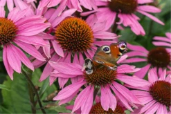 Garten-Scheinsonnenhut „Leuchtstern“