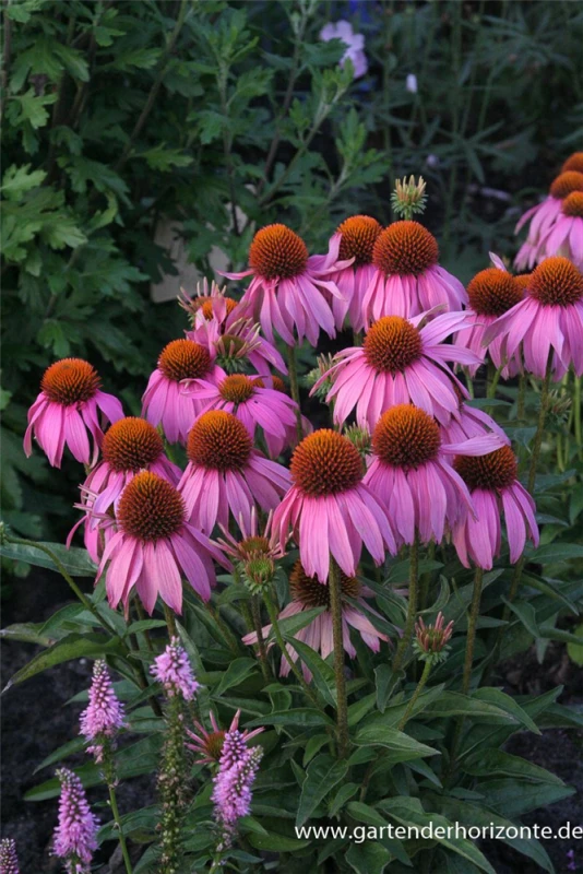 Garten-Scheinsonnenhut „Mistral“ 3 Garten-Scheinsonnenhut „Mistral“